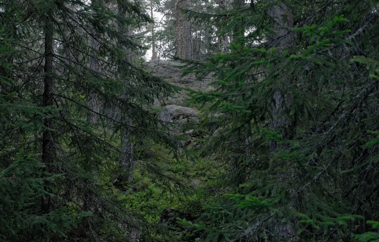 Фото обои лес, деревья, природа, Финляндия, Finland, Espoo, Эспоо, Национальный парк Нууксио, Nuuksio National Park