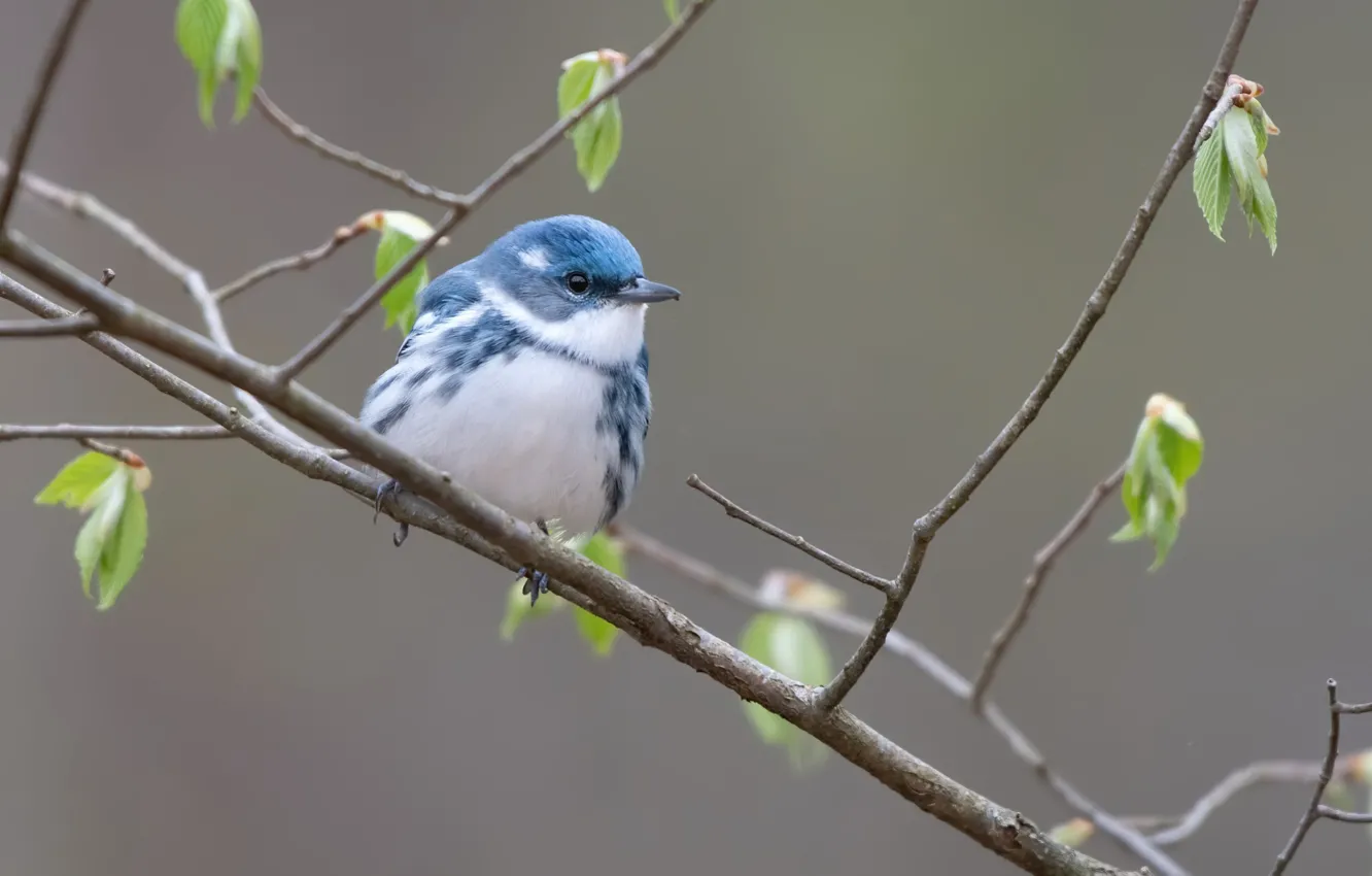 Фото обои природа, птица, Голубой лесной певун