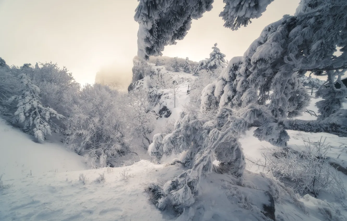 Фото обои снег, деревья, Природа, Крым, Ай-Петри