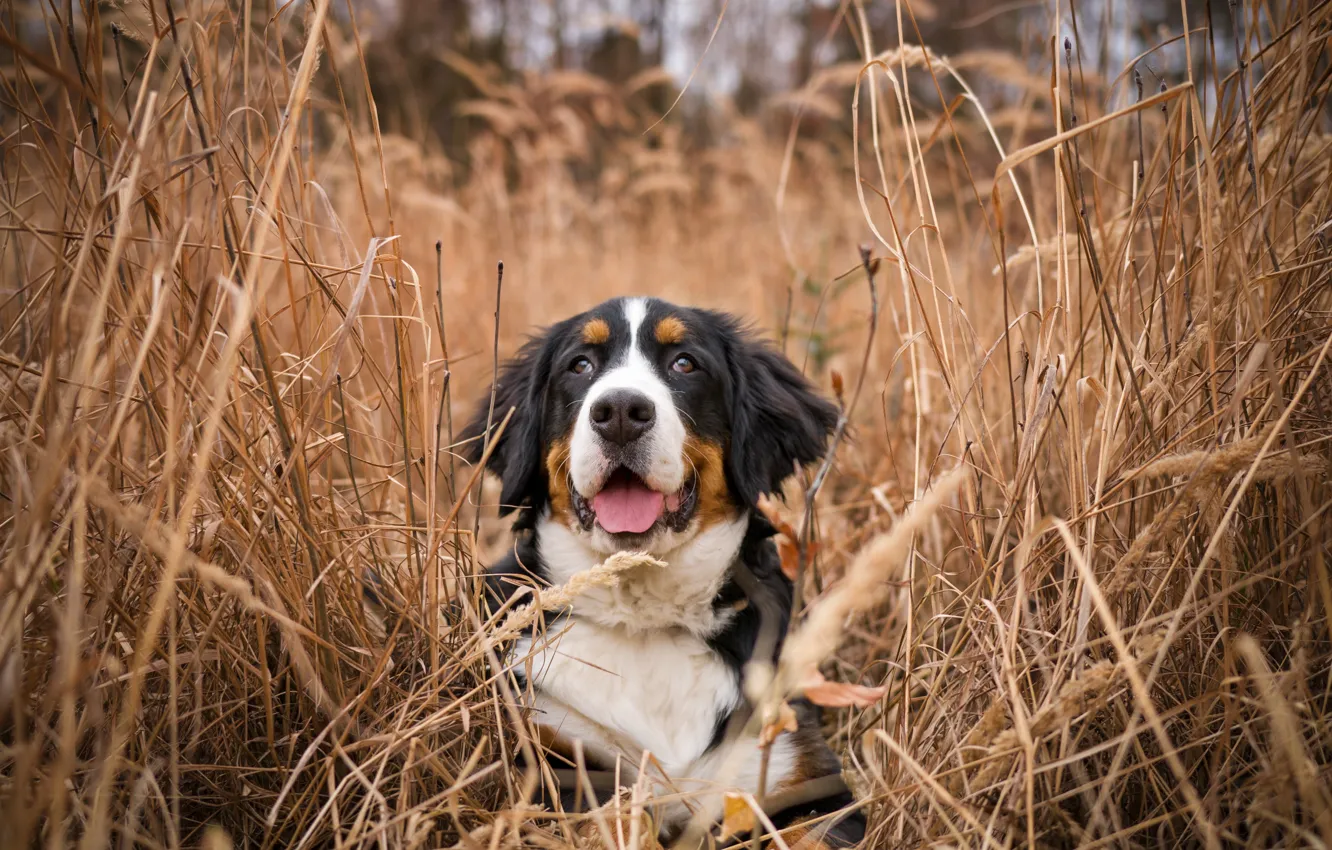 Фото обои трава, природа, собака, бернский зенненхунд