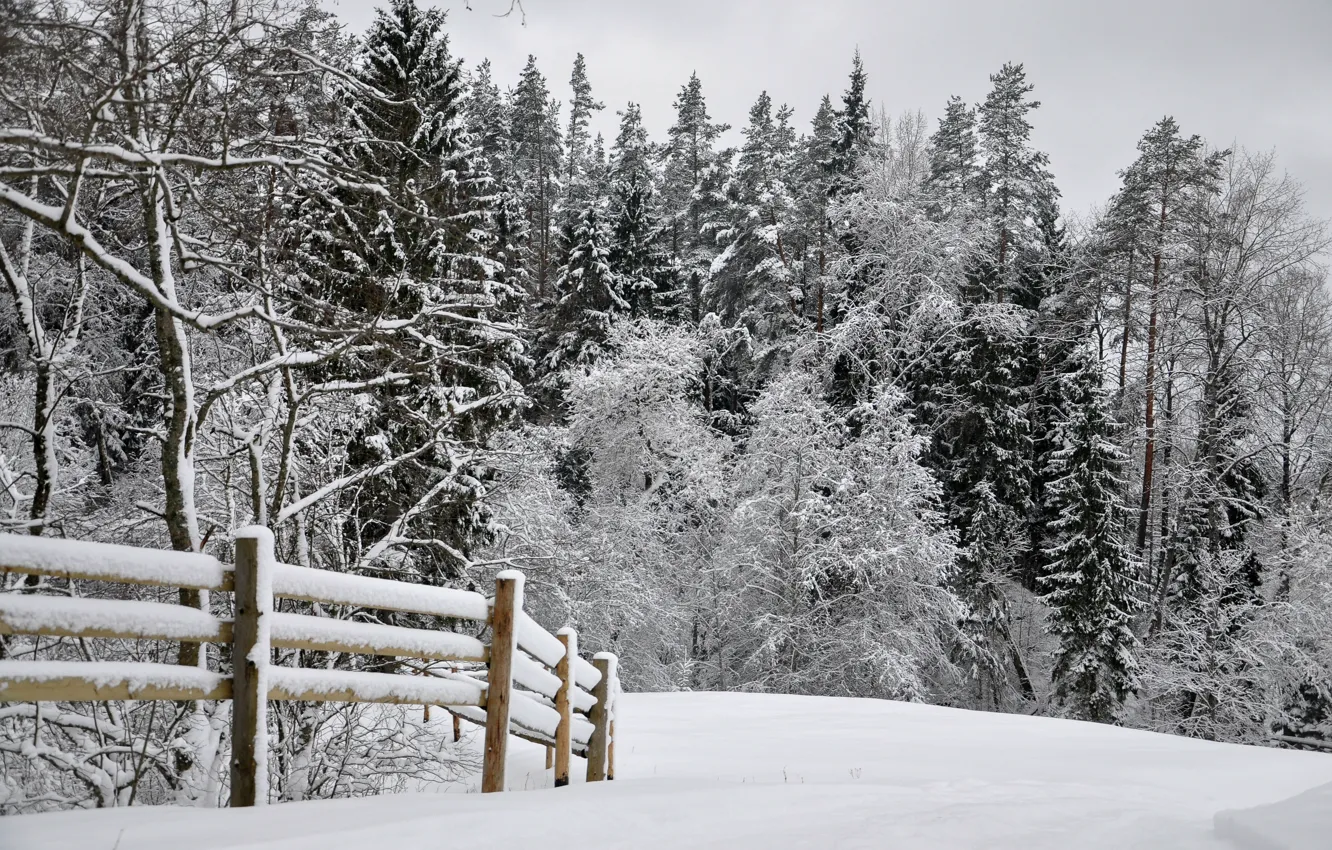 Фото обои зима, снег, парк, white, road, landscape, park, winter, snow, tree, path