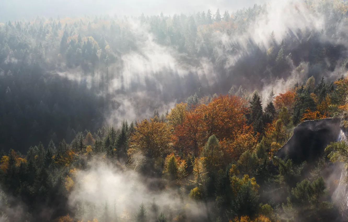 Фото обои осень, лес, свет, деревья, природа, Германия, дымка