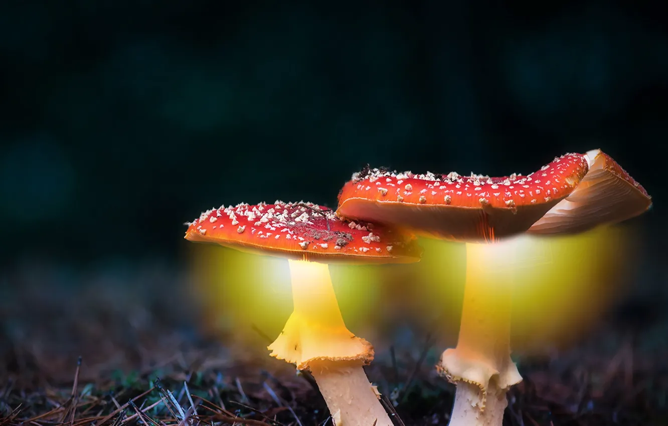 Фото обои forest, mushrooms, lighting effects
