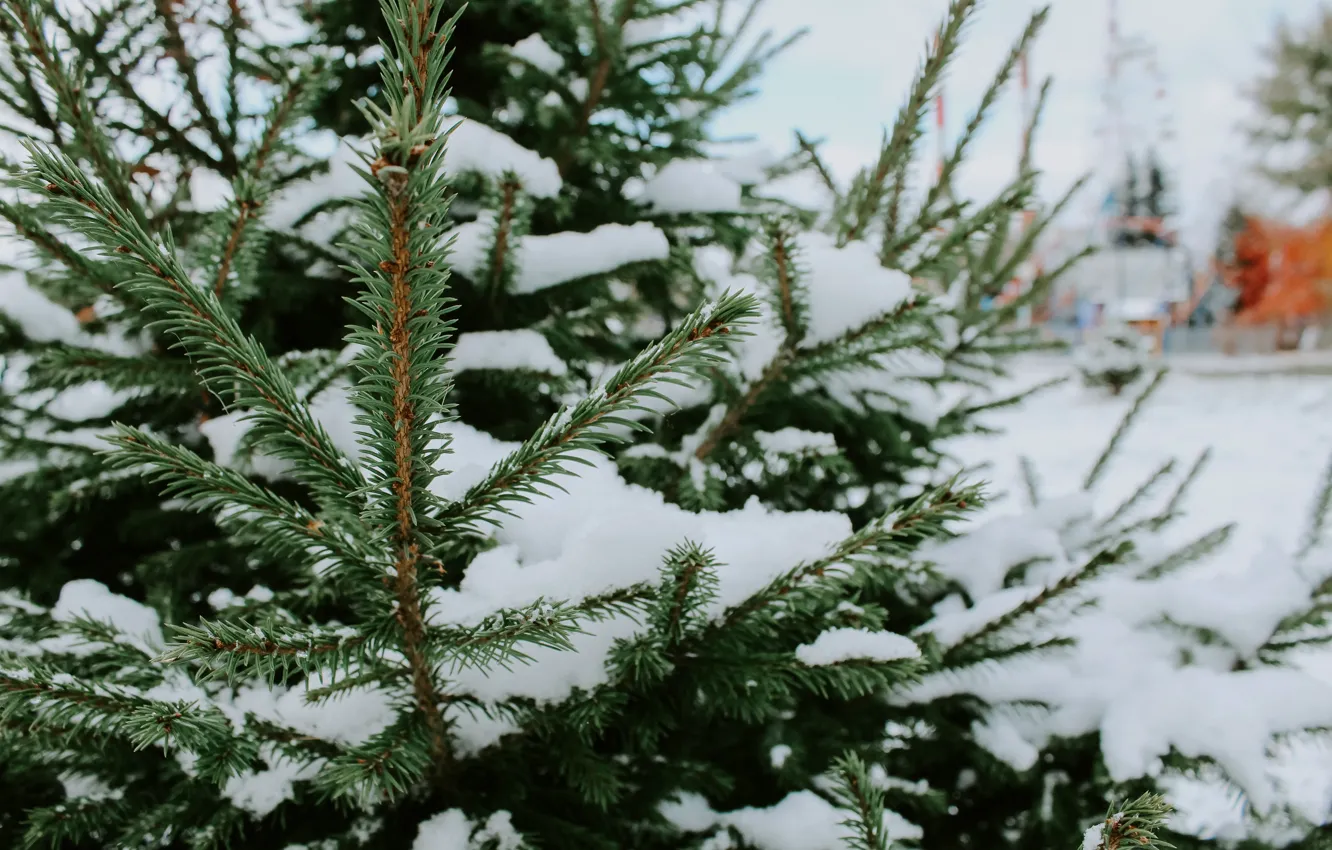 Фото обои Осень, Ёлочка, Кемерово, Первый Снег