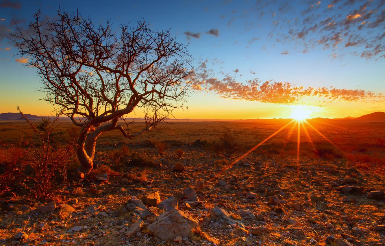 Фото обои закат, дерево, Африка, Намибия
