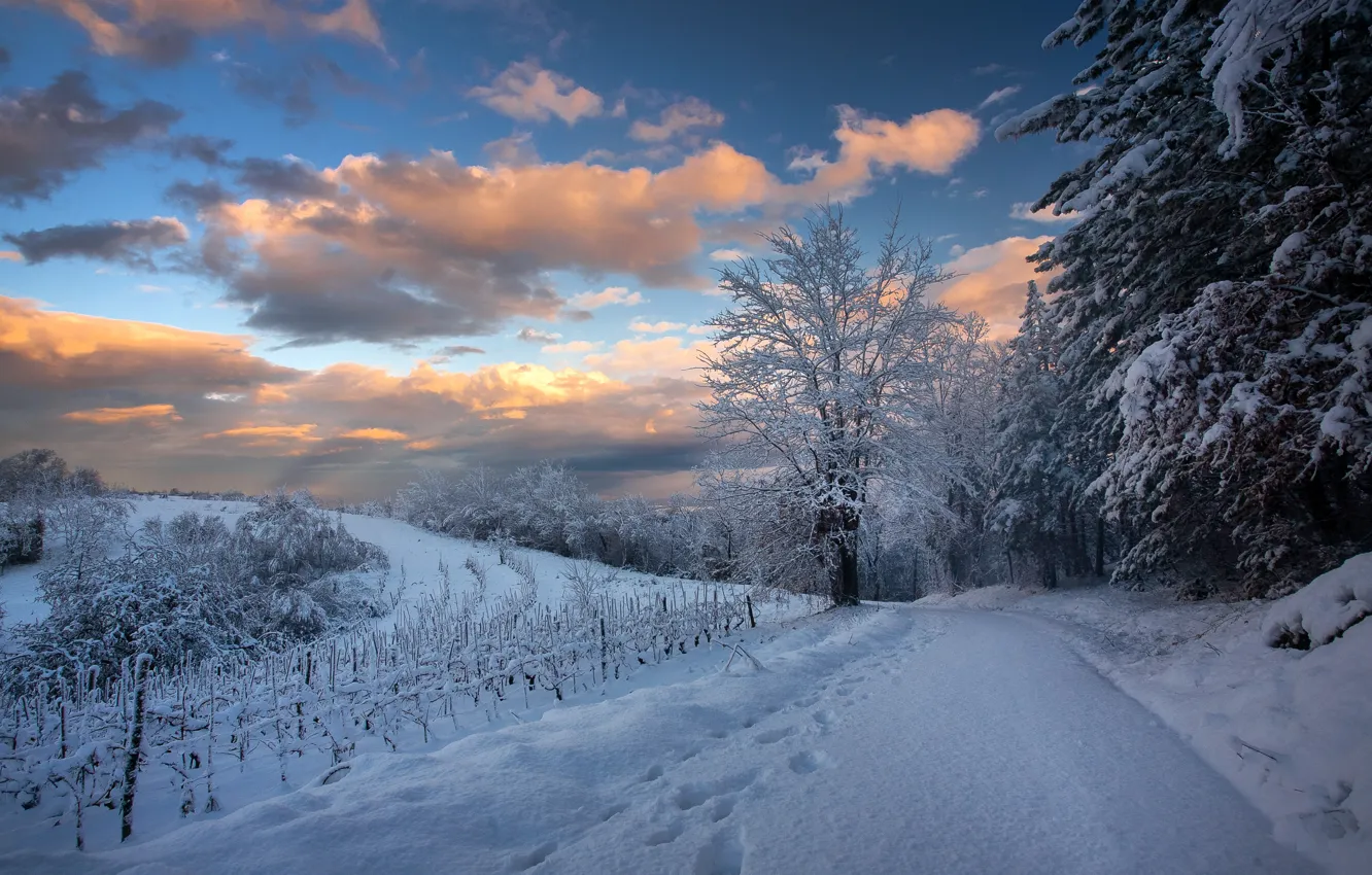 Фото обои зима, дорога, снег, деревья, пейзаж, forest, road, trees, landscape, winter, snow, snowy