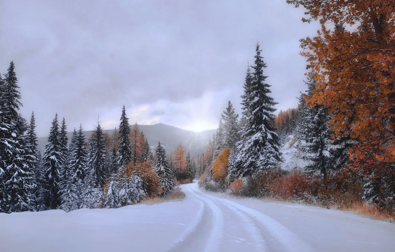 Фото обои осень, лес, снег, деревья, ели, колея, Монтана