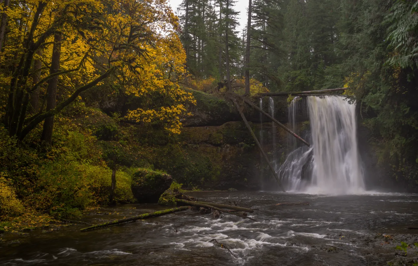 Фото обои осень, лес, река, водопад, Орегон, Oregon, Silver Falls State Par...