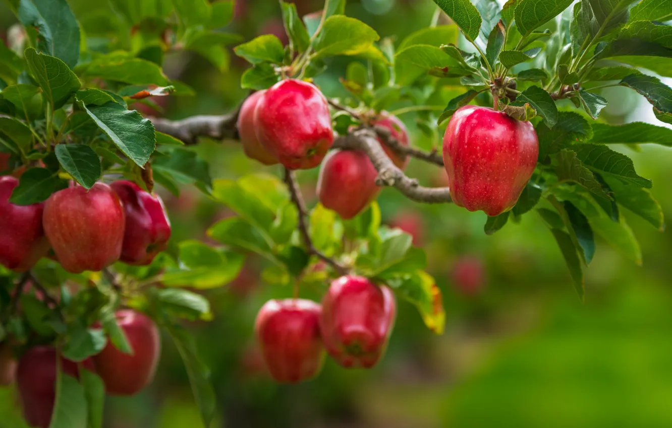 Яблоки Фото Красивые На Дереве