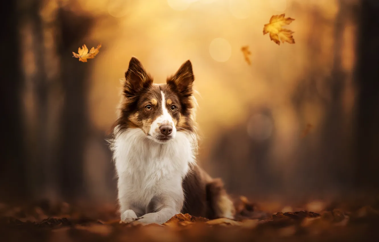 Фото обои осень, листья, собака, боке, Бордер-колли