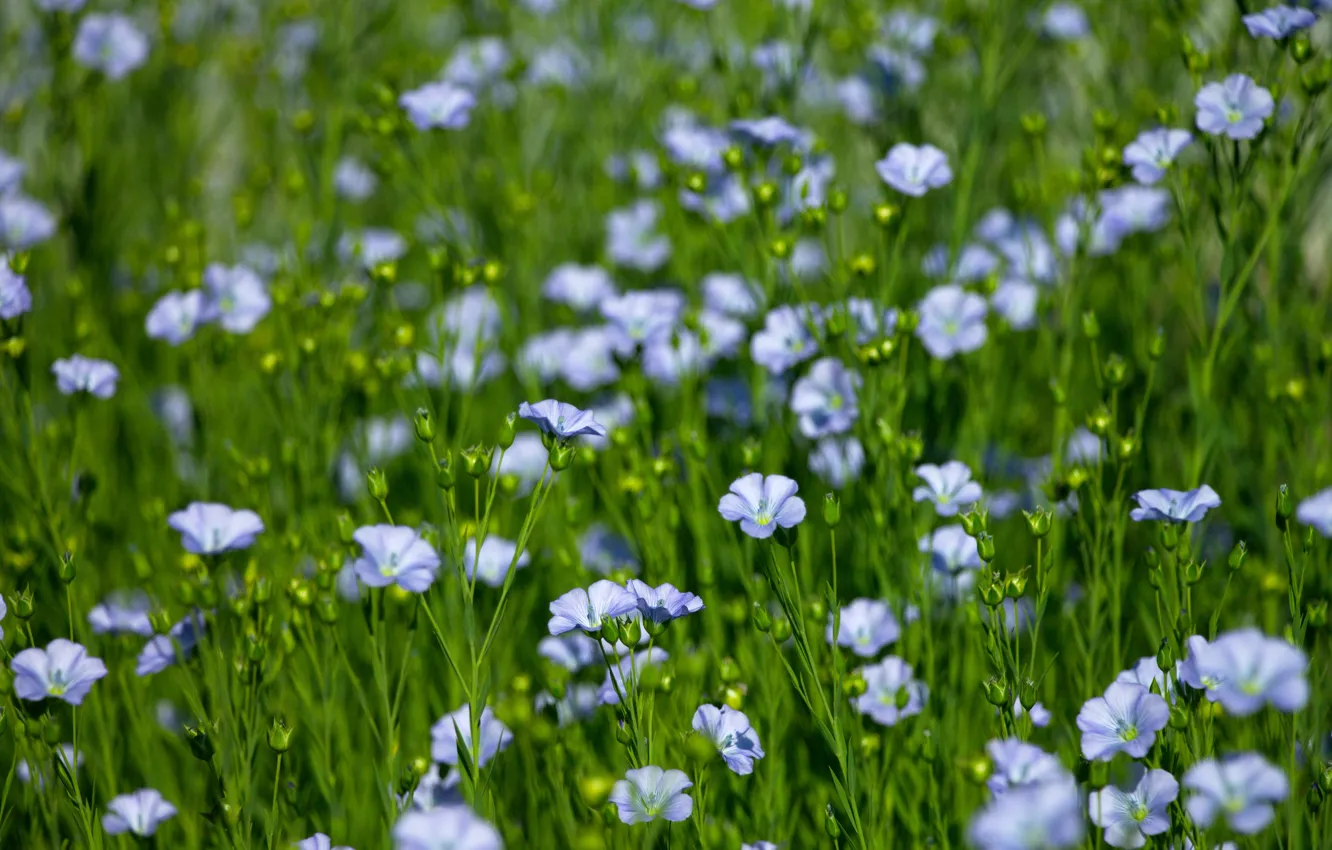 Фото обои цветы, лен, flowers, Лён, голубые цветы, голубой лен