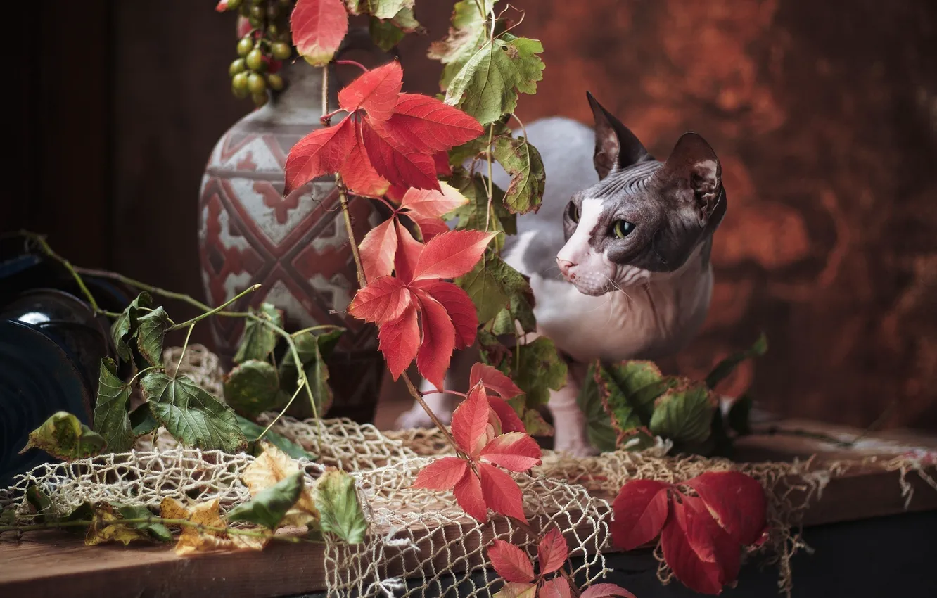 Фото обои кошка, кот, ветки, сетка, Сфинкс, виноград, ваза, Игорь Крюков