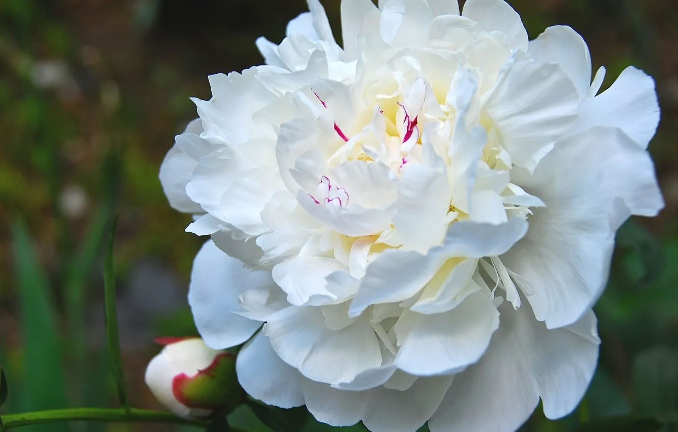 Фото обои белый, цветок, пион, пиона. 