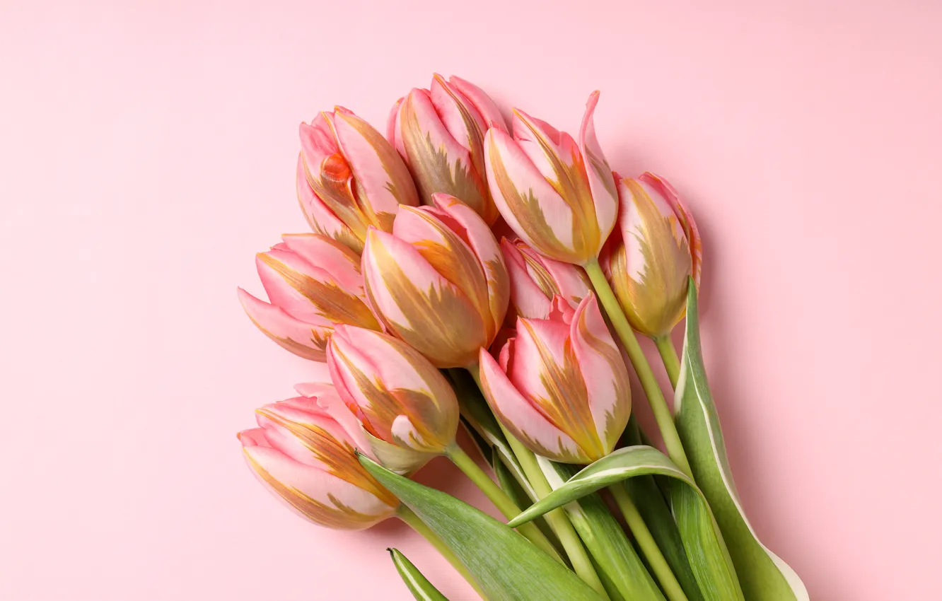 Фото обои цветы, букет, тюльпаны, розовые, pink, flowers, beautiful, tulips, spring, bouquet, with love