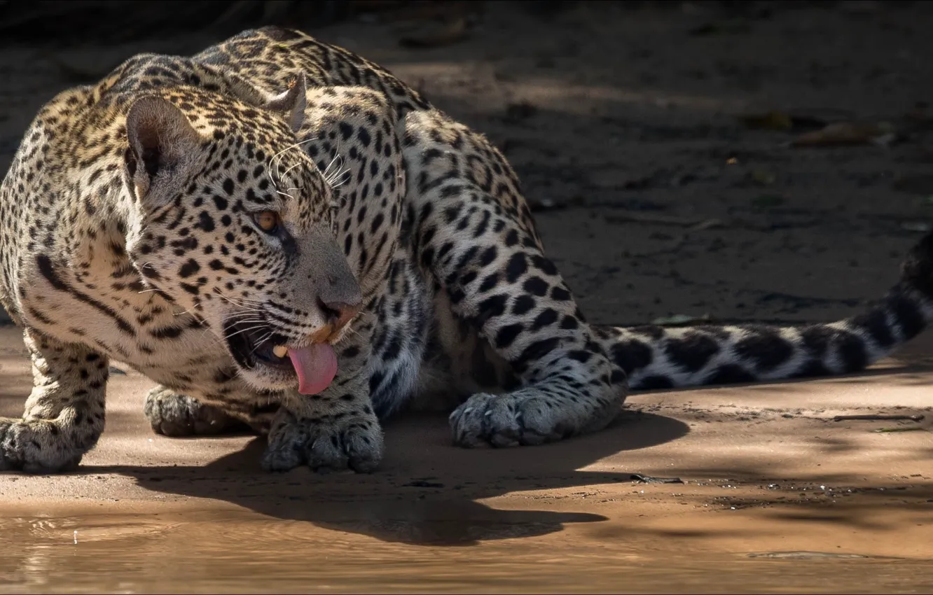 Фото обои animals, jaguar, cat, tongue, big cat, temnobelos