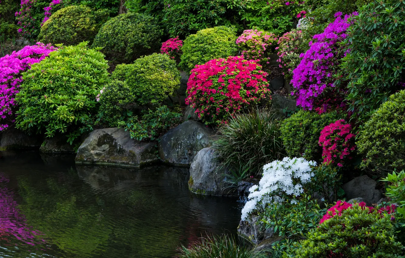 Фото обои цветы, пруд, парк, фото, Япония, Tokyo, Japan