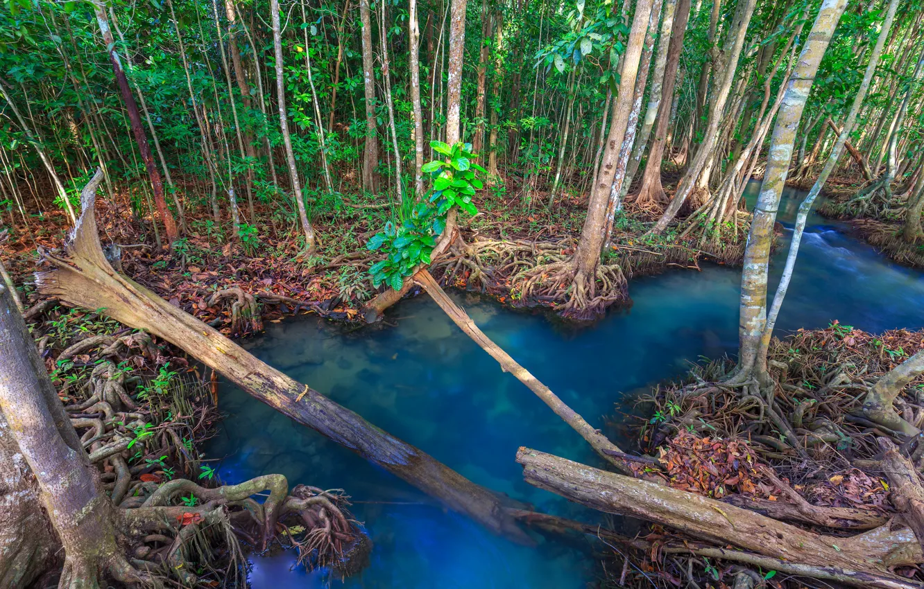 Фото обои лес, озеро, река, forest, тропический, landscape, beautiful, lake, tree, tropical, mangrove, emerald, мангровый