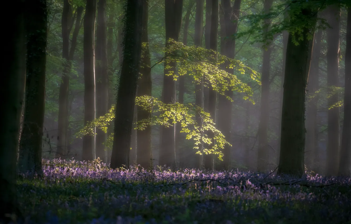 Фото обои лес, свет, деревья, цветы, ветки, туман, стволы, поляна, листва, Англия, весна, утро, дымка, полумрак, колокольчики, …