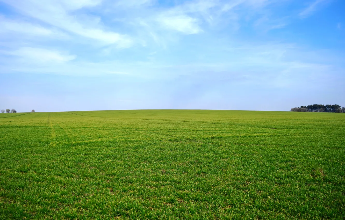 Фото обои зелень, поле, небо, трава, горизонт