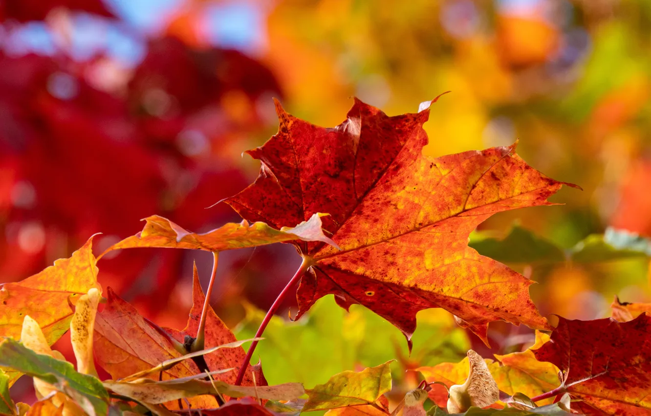 Фото Кленовых Листьев Осенью