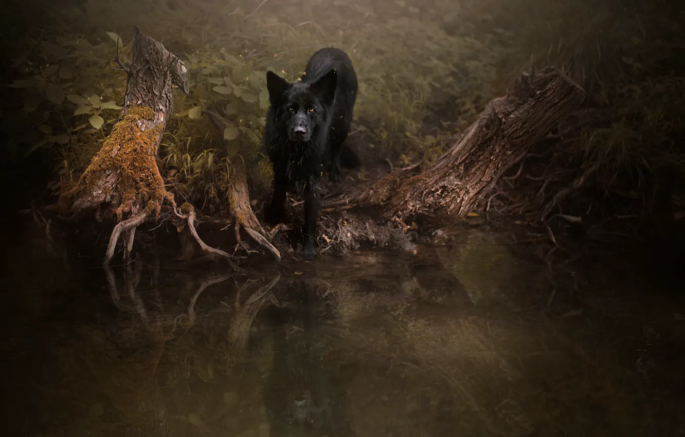 Фото обои лес, взгляд, корни, отражение, темный фон, заросли, собака, черная, прогулка, водоем, немецкая овчарка, коряги