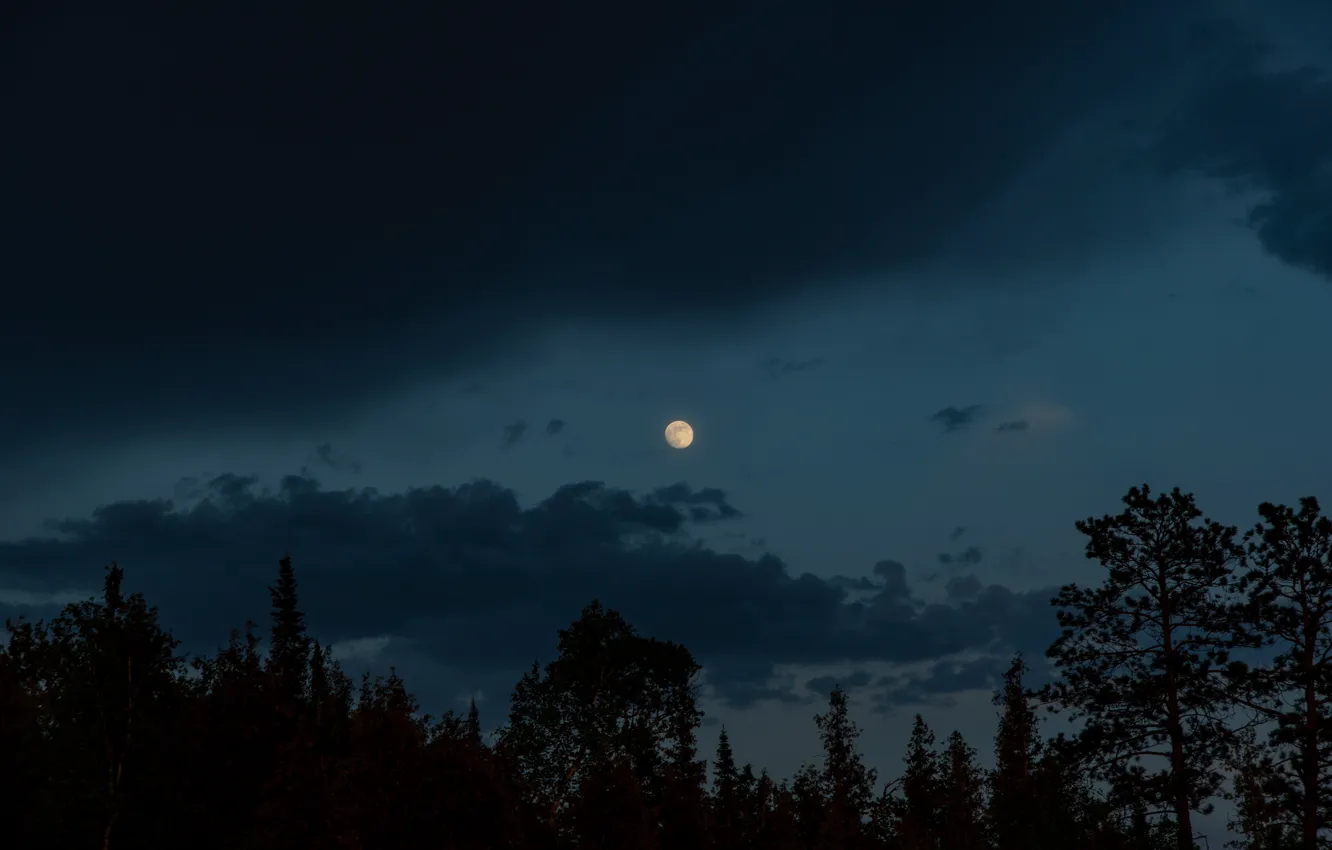 Фото обои лес, небо, облака, деревья, природа, луна, вечер