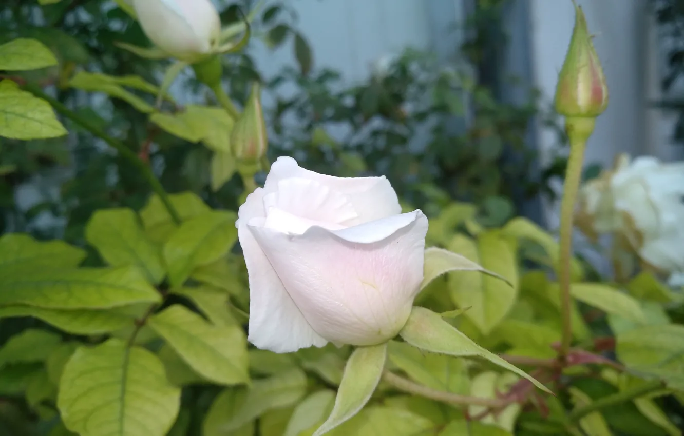 Фото обои Роза, Бутоны, Rose, Белая роза, White rose
