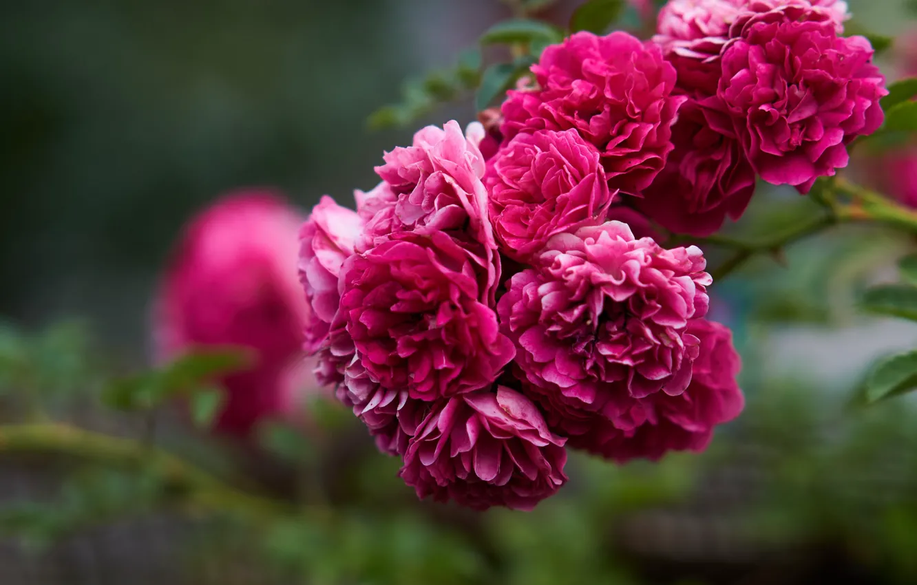 Фото обои размытый задний фон, розовые розы, куст роз