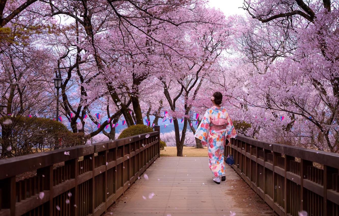 Фото обои деревья, парк, женщина, японка, весна, лепестки, Япония, сакура, мостик, цветение, Ханами
