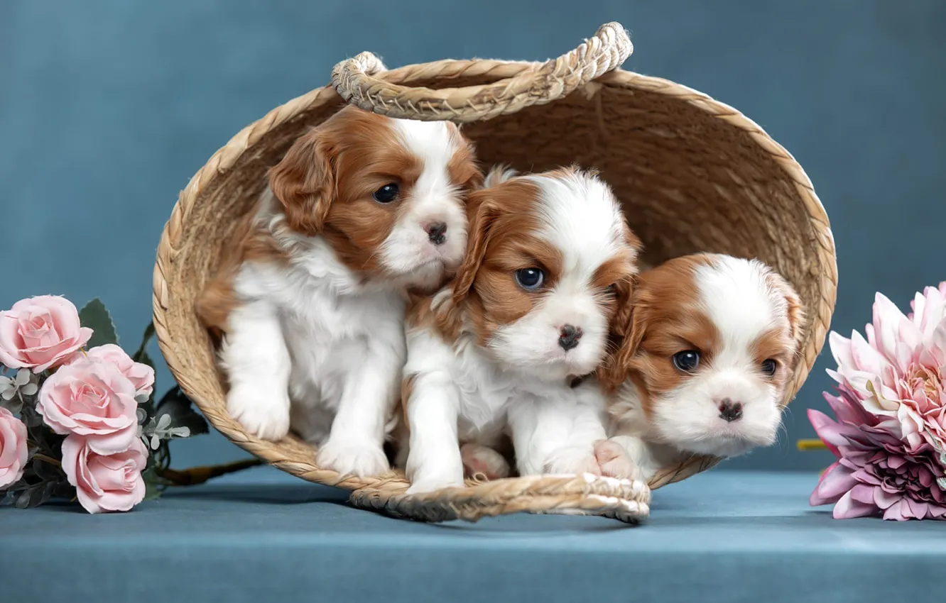 Фото обои собаки, цветы, фон, щенки, корзинка, трио, троица, Кавалер-кинг-чарльз-спаниель, Светлана Писарева