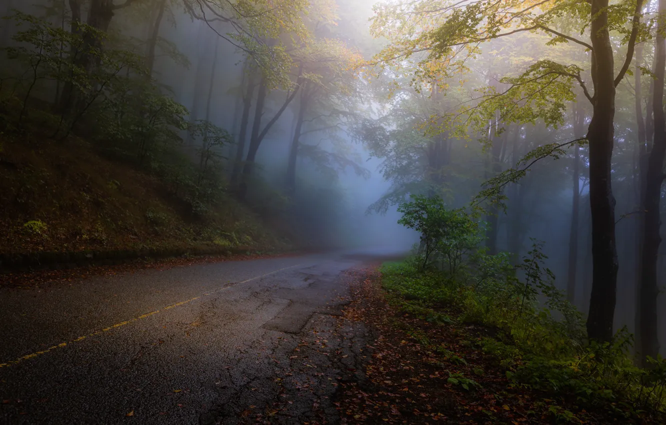 Фото обои Autumn, Yellow, Road, Fog, Forest