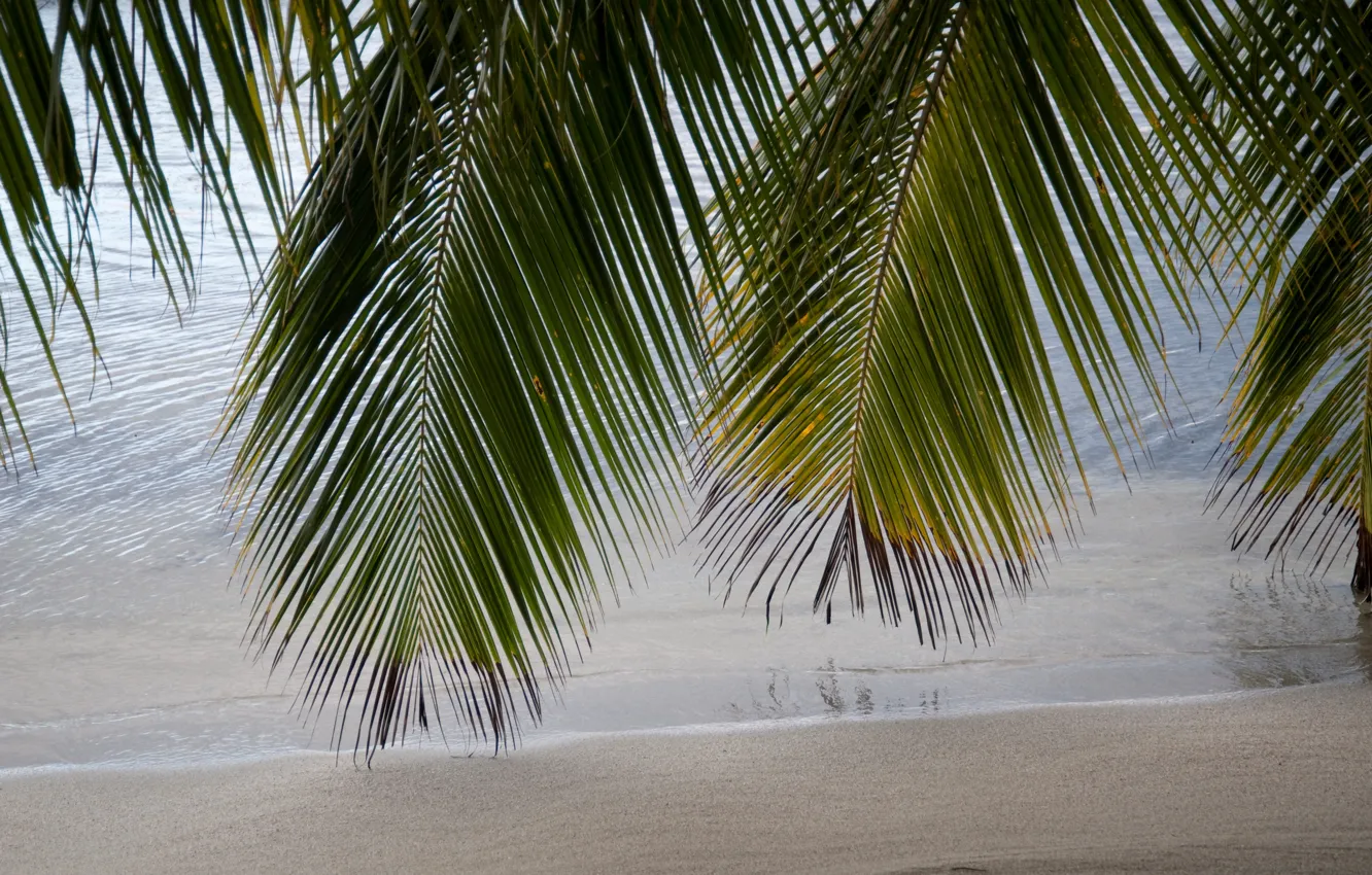 Фото обои песок, море, пляж, лето, небо, солнце, пальмы, берег, summer, beach, sea, seascape, beautiful, sand, paradise, …
