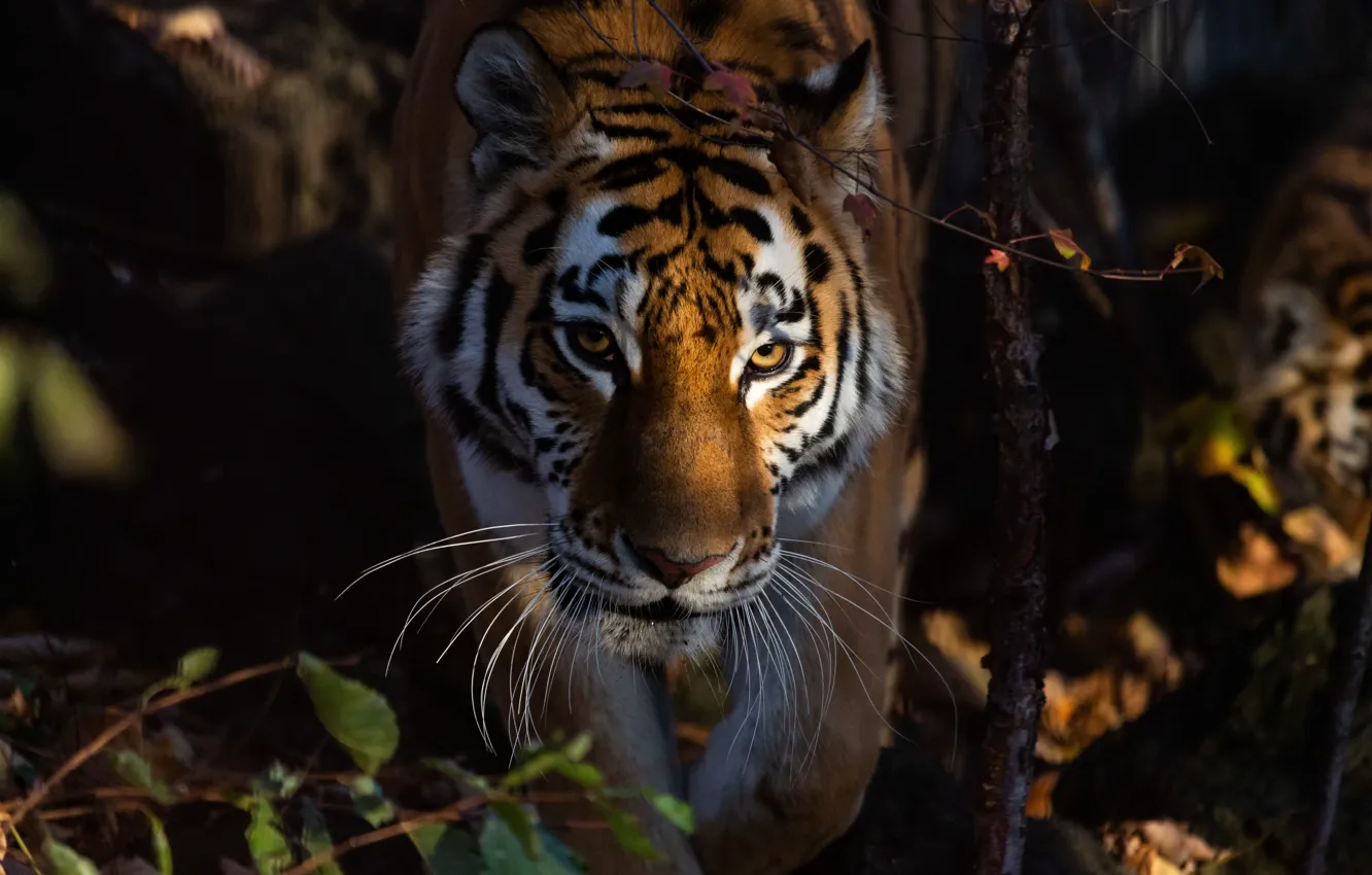 Фото обои природа, тигр, животное, хищник, зверь