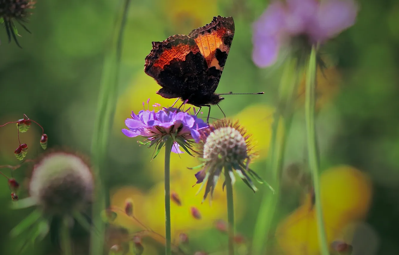 Фото обои лето, макро, цветы, природа, бабочка, крапивница