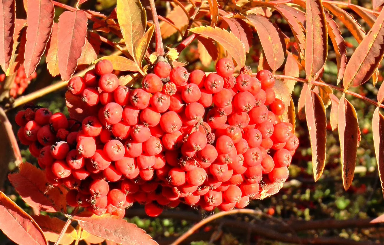 Фото обои осень, ягоды, кисть, рябина