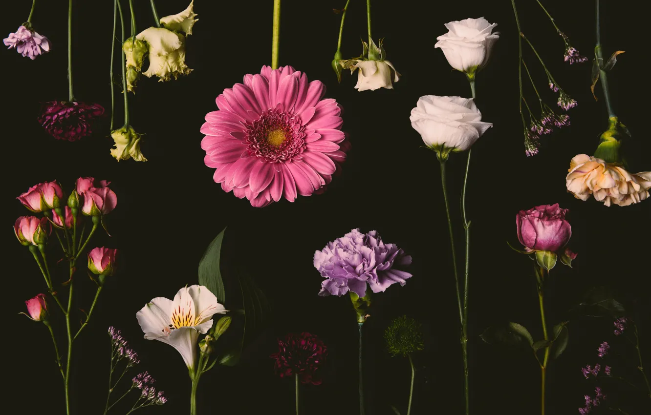 Фото обои цветы, розы, colorful, розовые, черный фон, black, pink, flowers, background, сиреневые, roses, violet, гвоздики