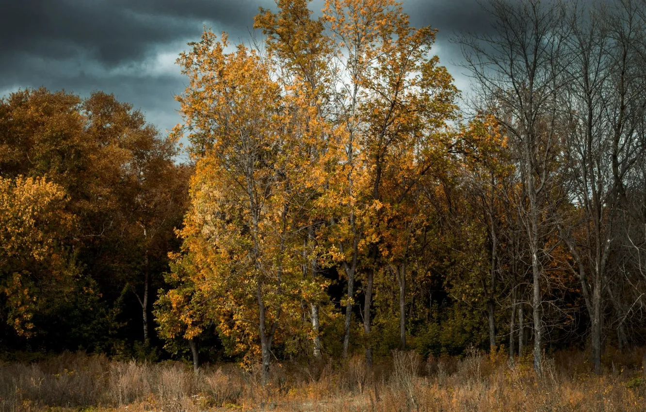 Осенний Лес Фото Картинки