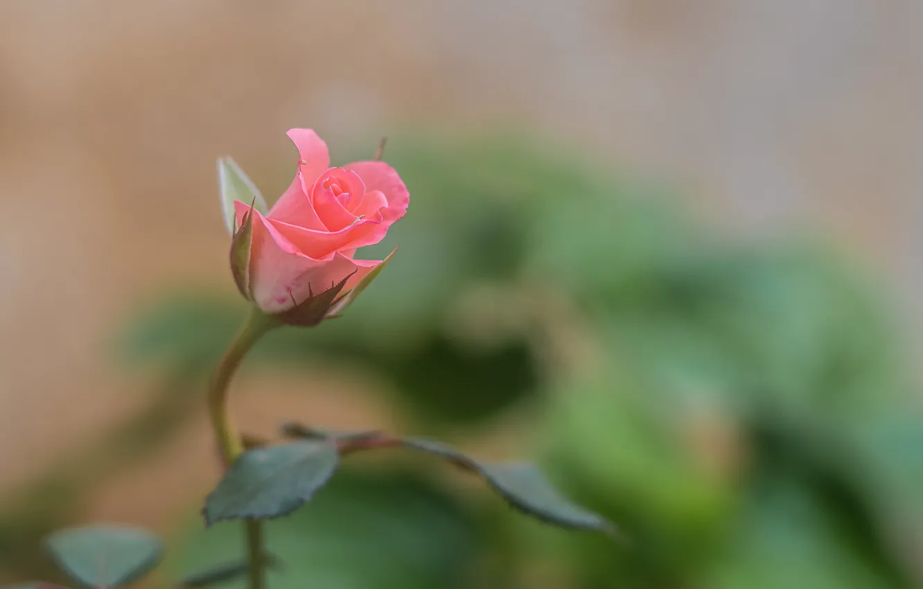 Фото обои цветок, макро, природа, роза, бутон