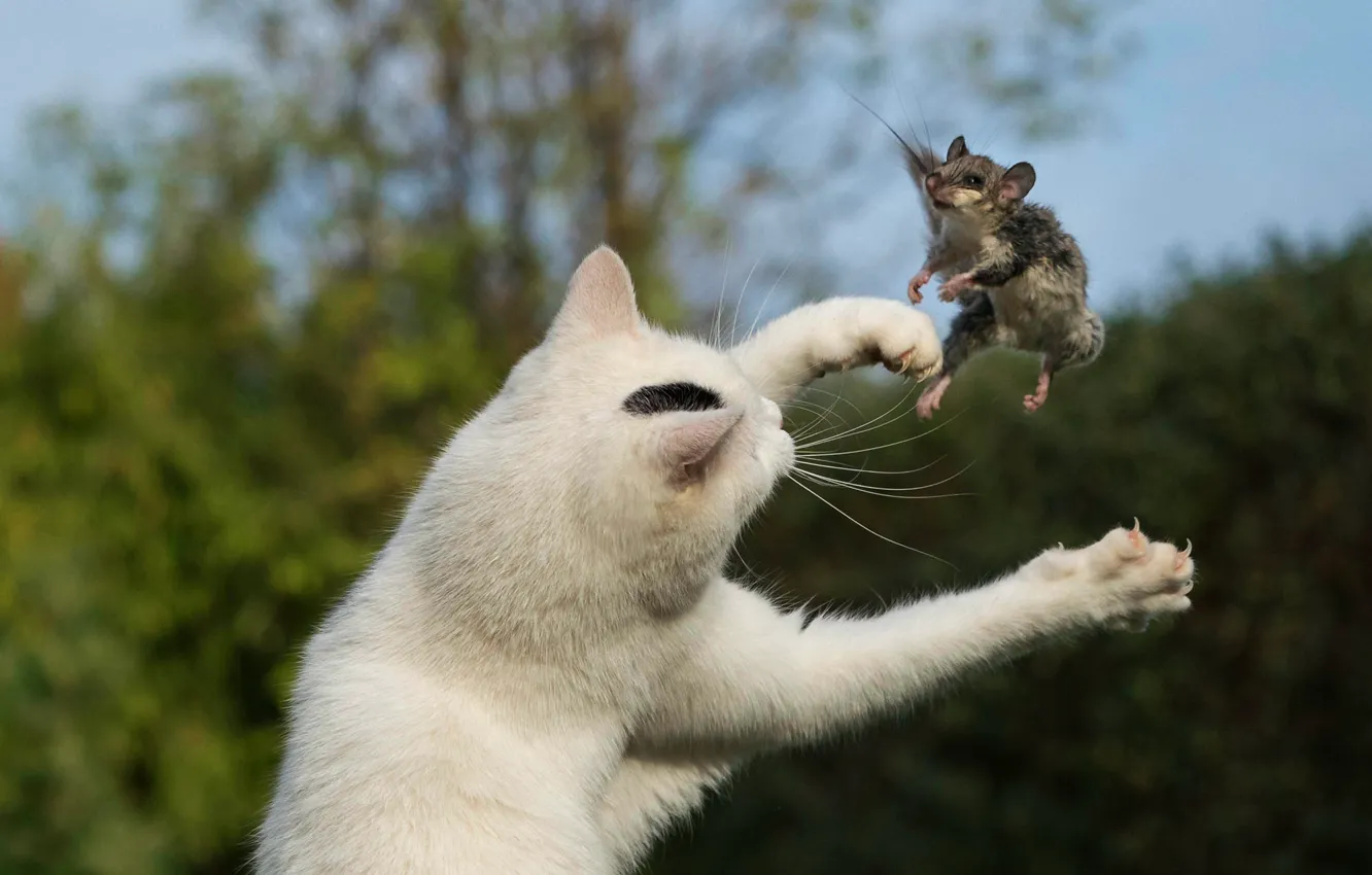 кошка охота на крыс