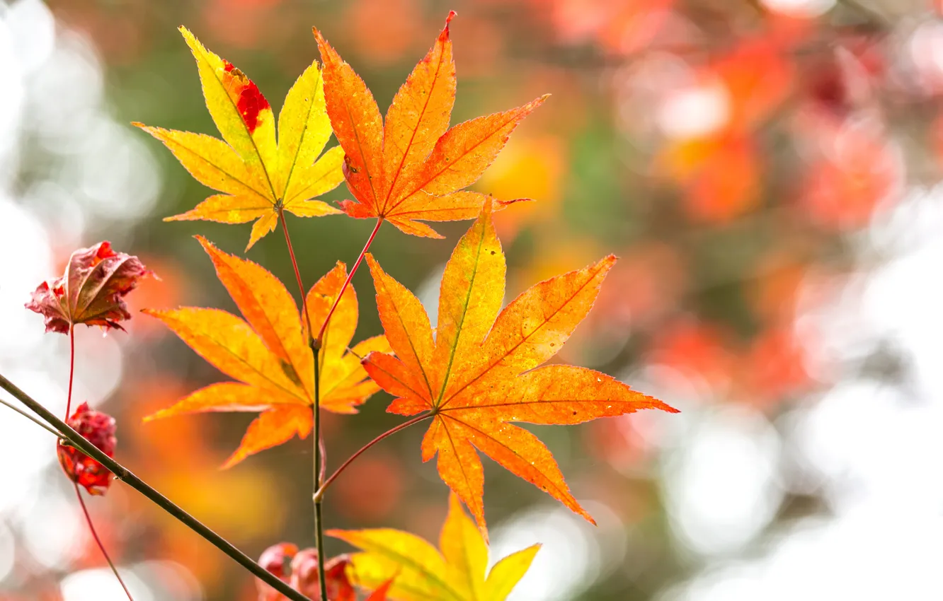 Фото обои осень, листья, дерево, colorful, клен, autumn, leaves, осенние, maple