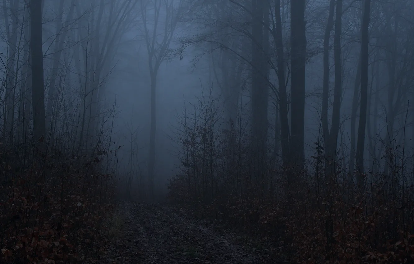 Фото обои лес, деревья, ночь, природа, туман