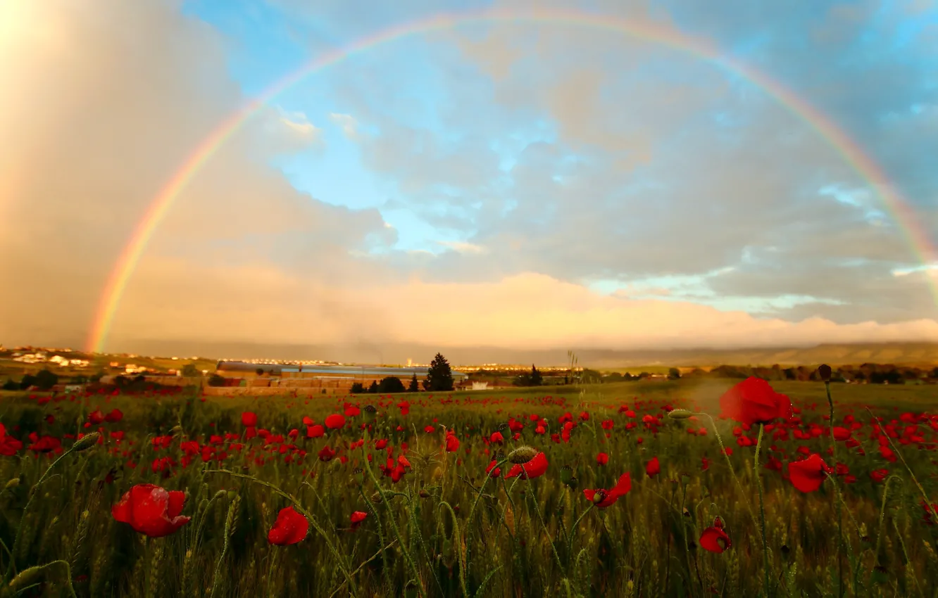 Фото обои поле, лето, небо, облака, капли, деревья, цветы, маки, радуга, размытие, луг, простор, после дождя, красные, …