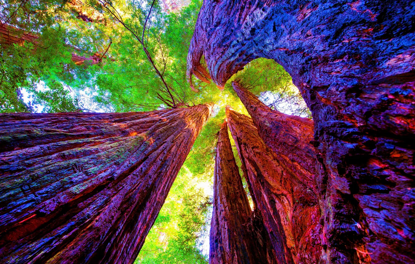 Фото обои деревья, Калифорния, California, секвойи, Национальный парк Редвуд, Redwood National Park