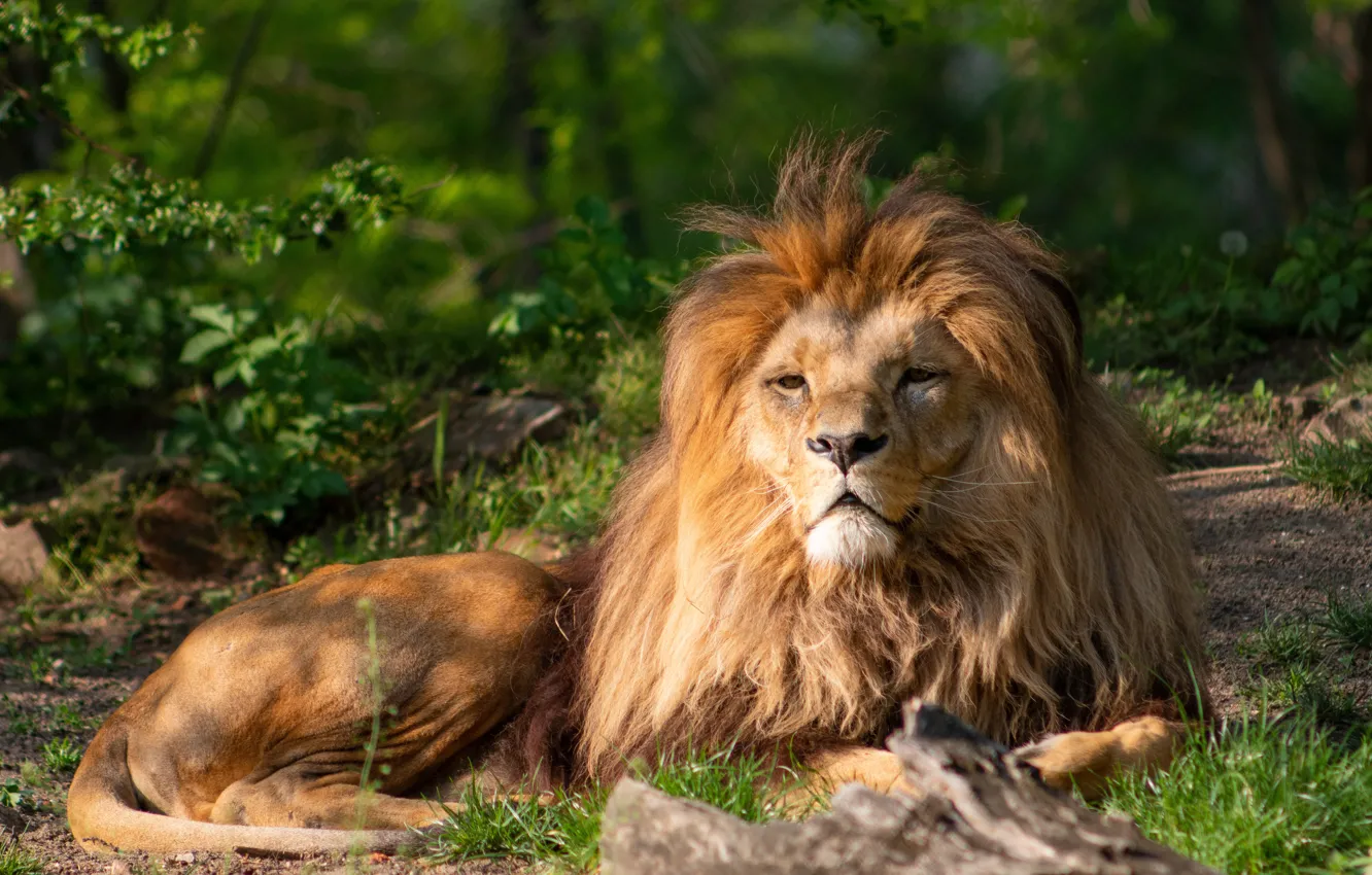 Фото обои взгляд, природа, хищник, лев, грива, отдыхает, большая кошка