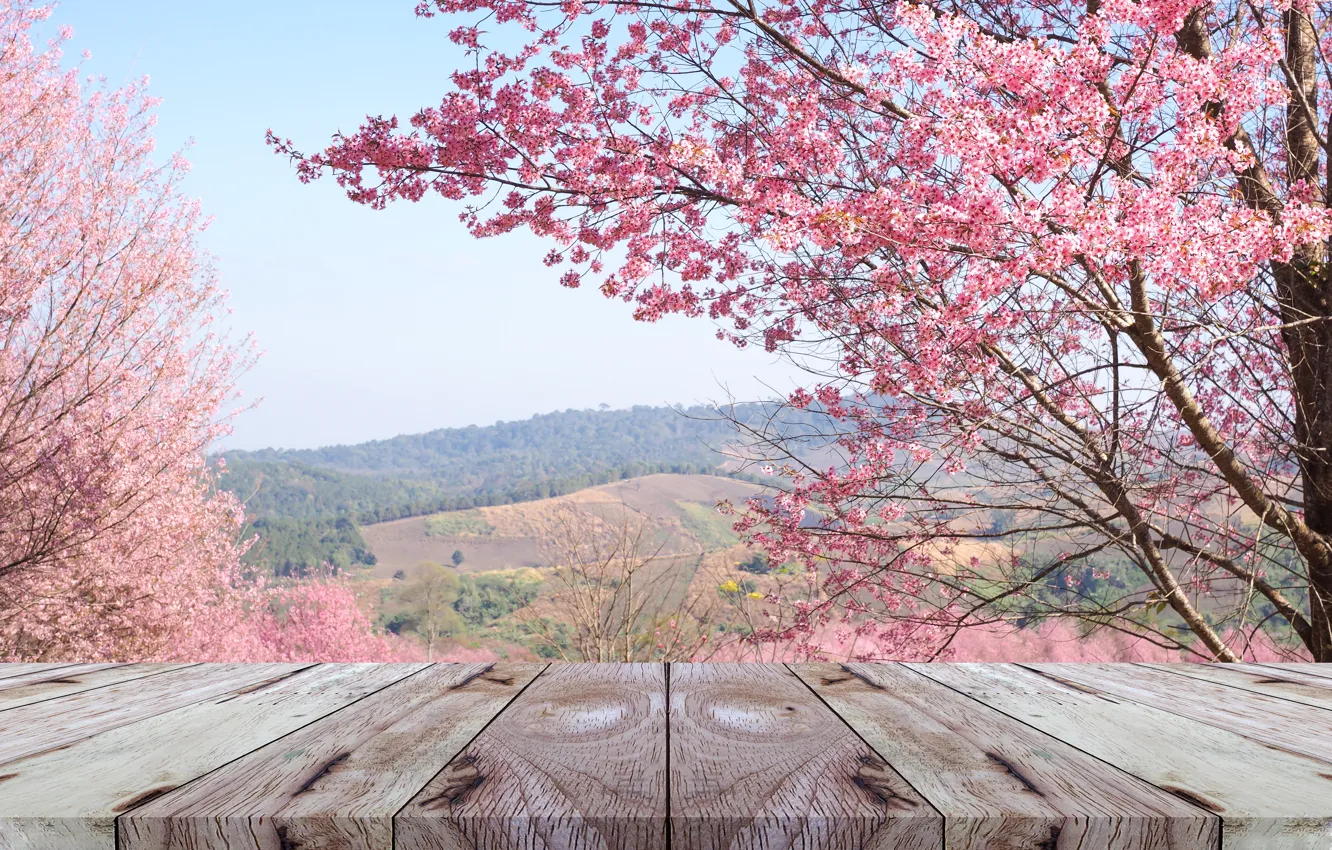 Фото обои ветки, весна, сакура, цветение, pink, blossom, sakura, cherry, sp...