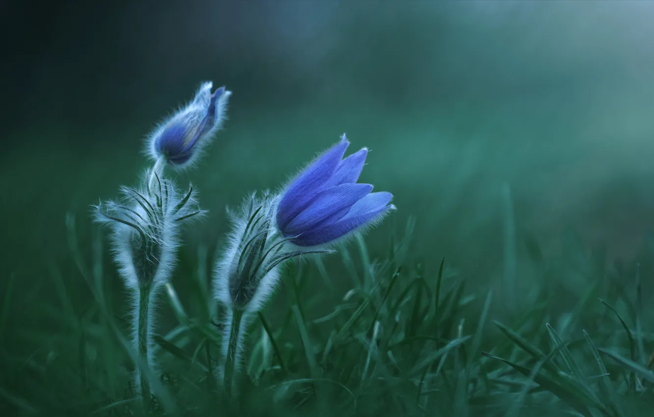 Фото обои трава, цветы, растение, сон-трава, ветреница, Zan Foar