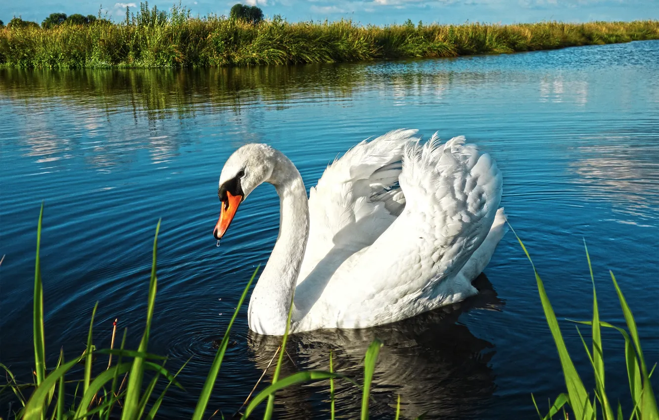 Фото обои swan, river, landscape, lake