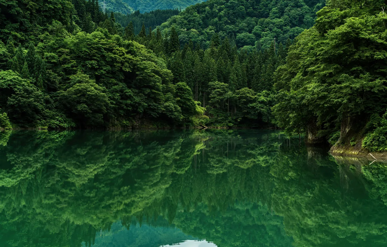 Фото обои green, trees, lake, grennery