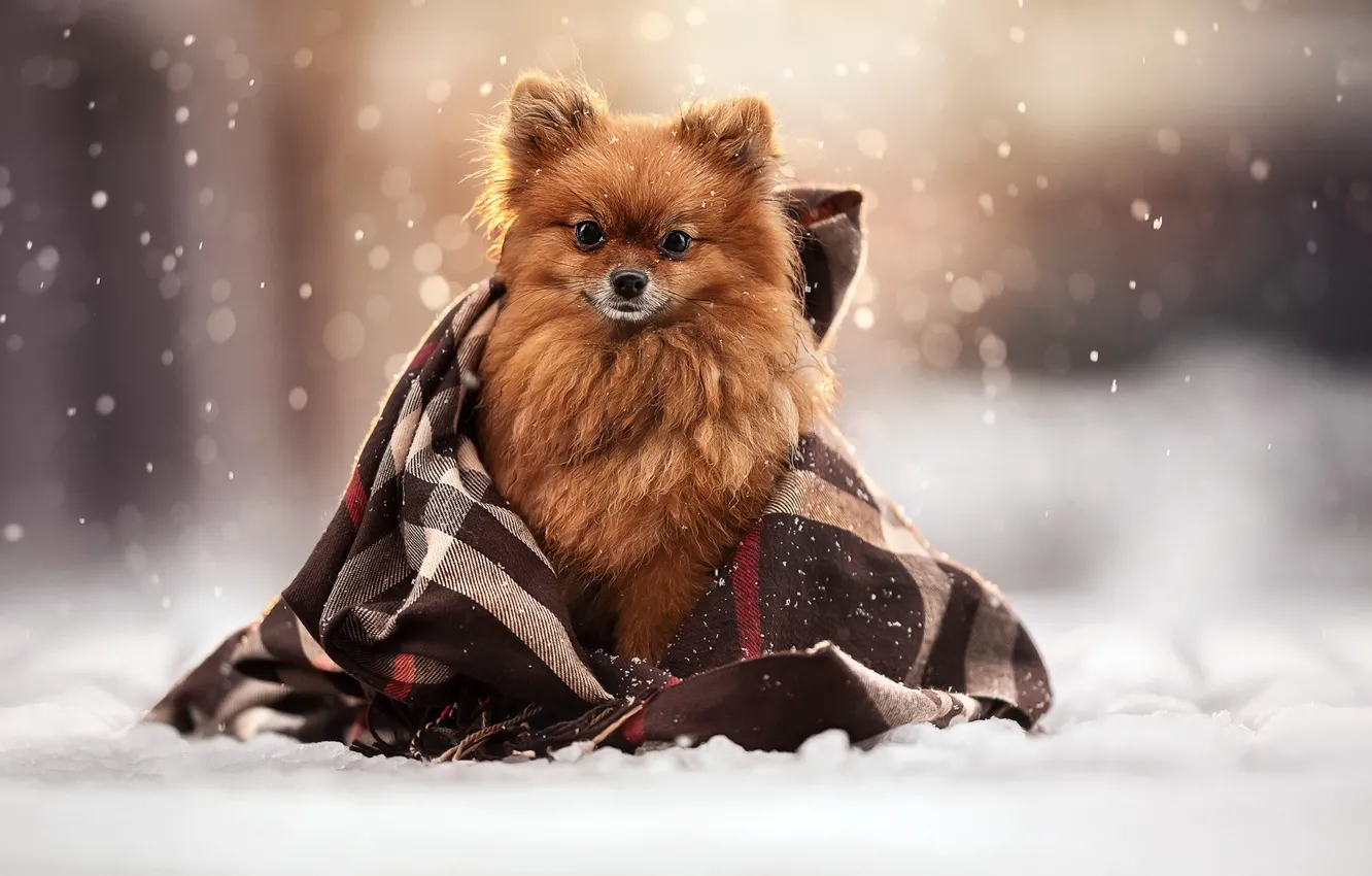 Фото обои зима, взгляд, снег, собака, плед, мордашка, пёсик, Шпиц