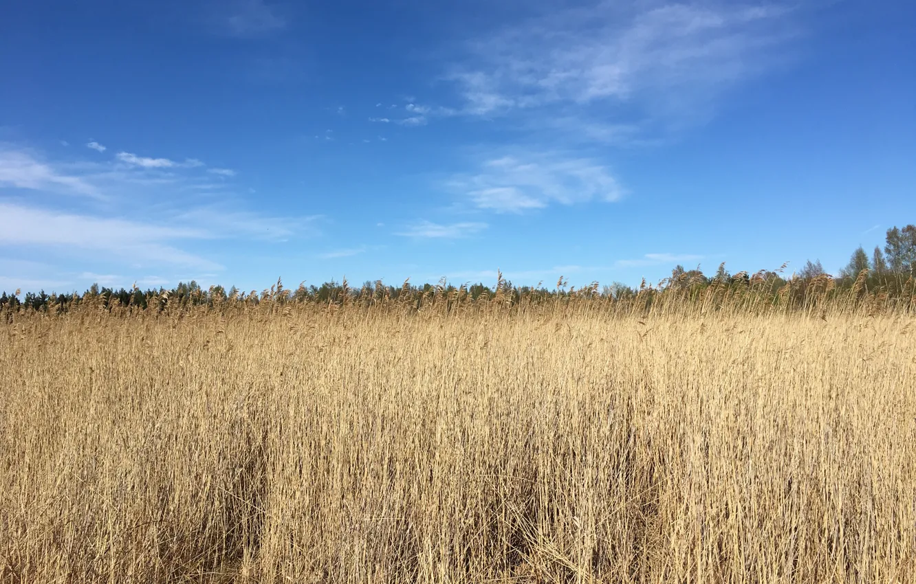 Фото обои пшеница, поле, природа, колосья пшеницы